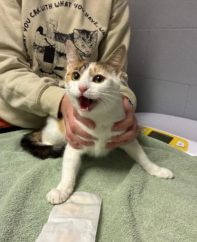 An adult medium-sized female Domestic Short Hair cat named Mojito for adoption in Cincinnati, OH