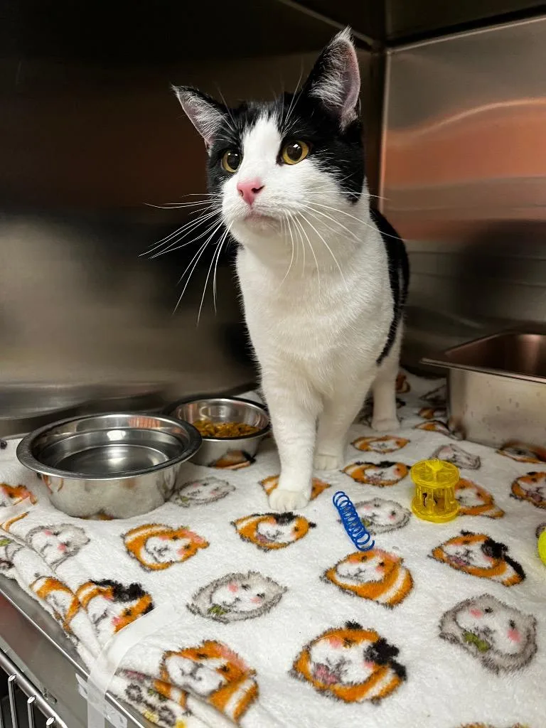 An adult medium-sized female Domestic Short Hair cat named Maxine for adoption in Logan, UT