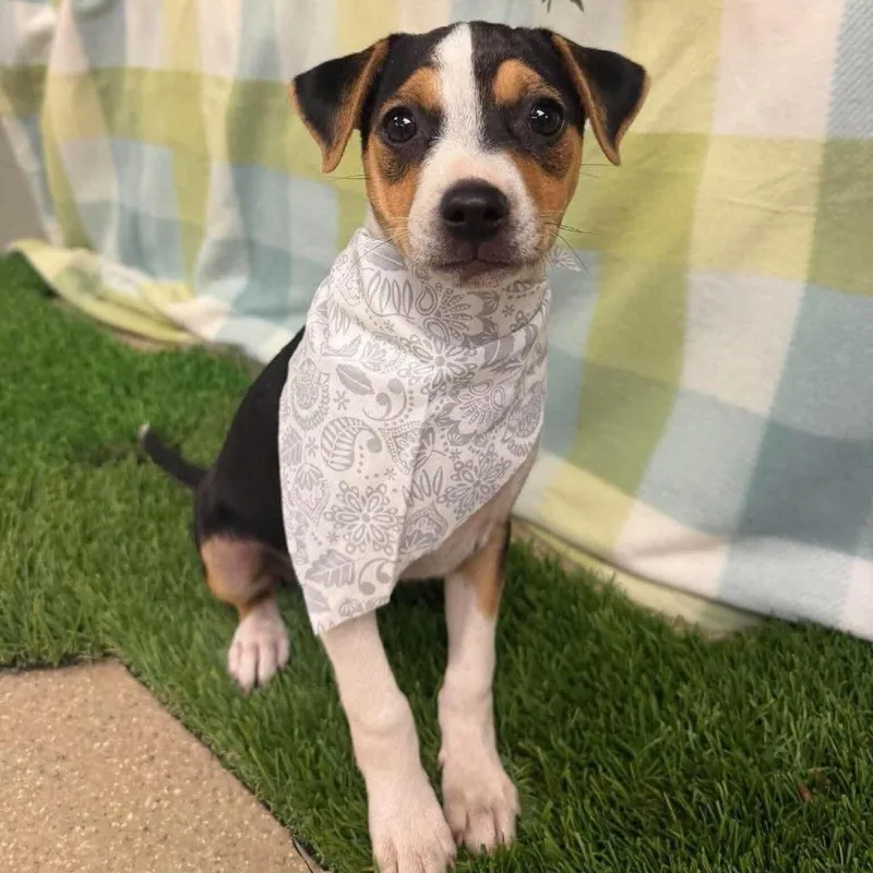 A baby medium-sized male Black American Staffordshire Terrier dog named Koopa for adoption in Turlock, CA