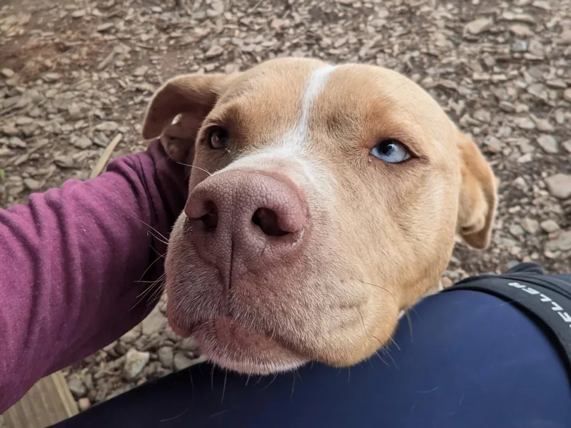 An adult large-sized male Terrier dog named Loki for adoption in Mc Cormick, SC