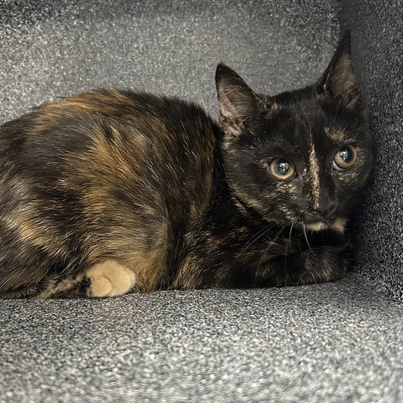 A baby small-sized female Tortoiseshell Domestic Short Hair cat named Sombra for adoption in Newark, NJ