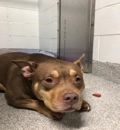 An adult medium-sized female Mixed Breed dog named Zee for adoption in Elmira, NY