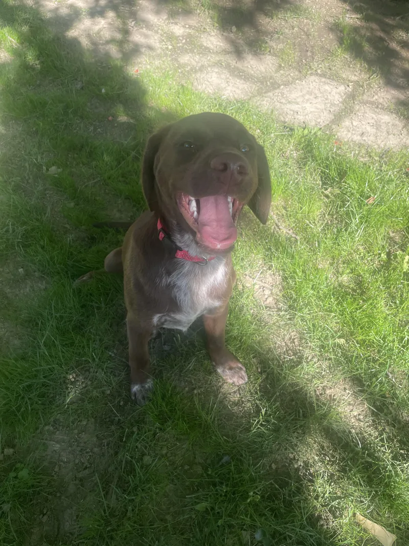 A baby medium-sized male Labrador Retriever dog named Woodford for adoption in Irwin, PA