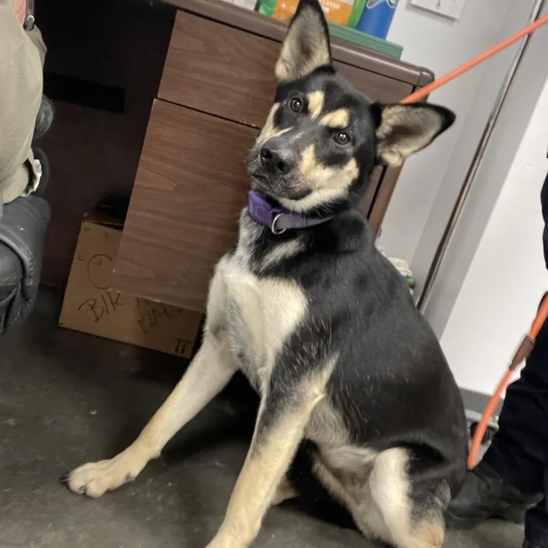 An adult medium-sized female Black Mixed Breed dog named Naomi for adoption in Dickinson, TX