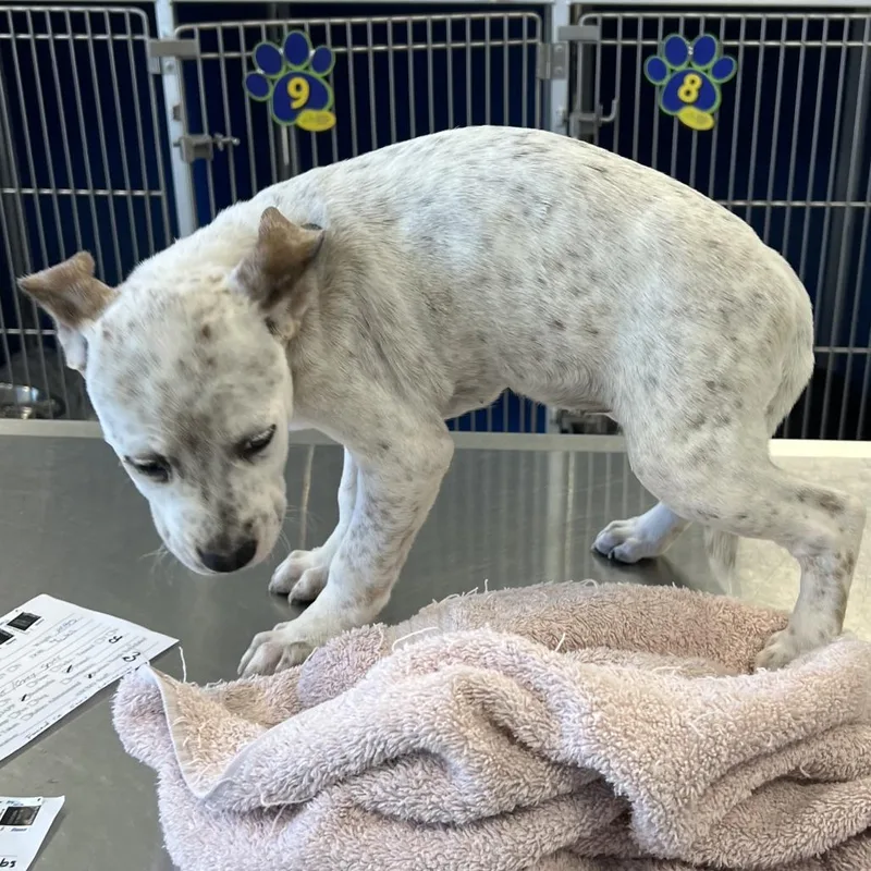 A baby small-sized female White / Cream Mixed Breed dog named Medusa for adoption in Las Cruces, NM