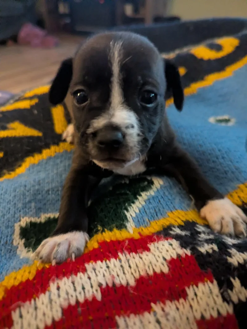 A baby small-sized male Jack Russell Terrier dog named Mario for adoption in Manhattan, KS