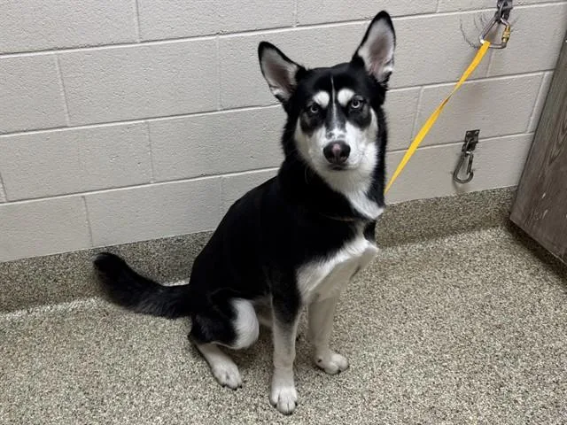 A young large-sized male Siberian Husky dog named Harry for adoption in Colorado Springs, CO