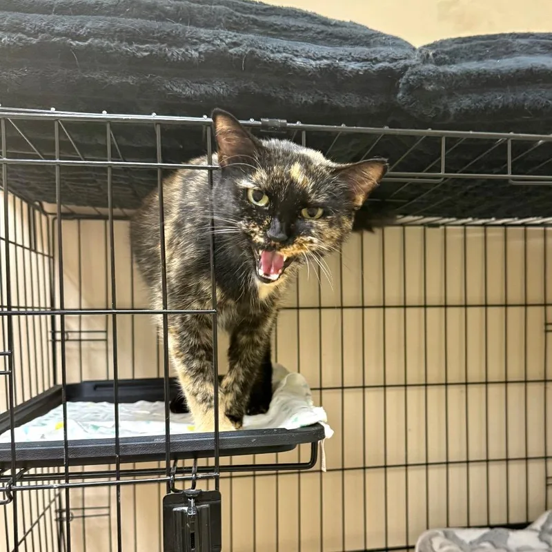 An adult medium-sized female Tortoiseshell Domestic Short Hair cat named Snickers for adoption in Medina, OH