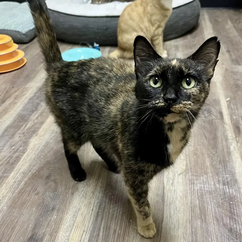 Snickers thumbnail 2