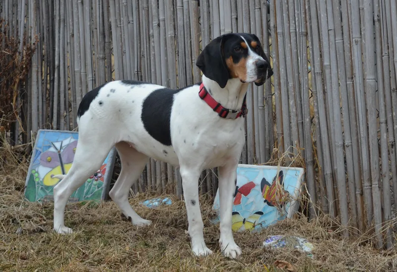 A young medium-sized female Tricolor (Brown, Black, & White) Hound dog named Annie for adoption in Amissville, VA