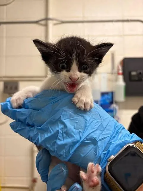 A baby medium-sized male Black Domestic Short Hair cat named Tegu for adoption in Fruit Heights, UT