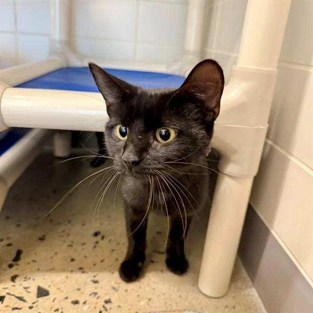 A young small-sized female Domestic Short Hair cat named Ansky for adoption in Leesburg, VA
