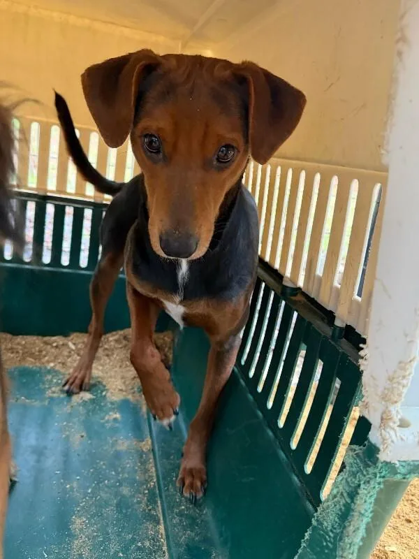 An adult medium-sized male Tricolor (Brown, Black, & White) Beagle dog named Bean for adoption in Houston, TX