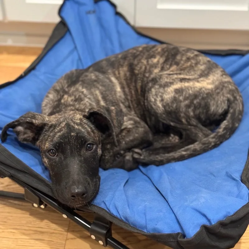 A baby medium-sized male Shepherd dog named Acorn for adoption in Cedarburg, WI