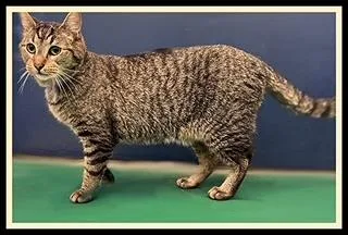 A young medium-sized male Domestic Medium Hair cat named Richmond for adoption in Peoria, IL