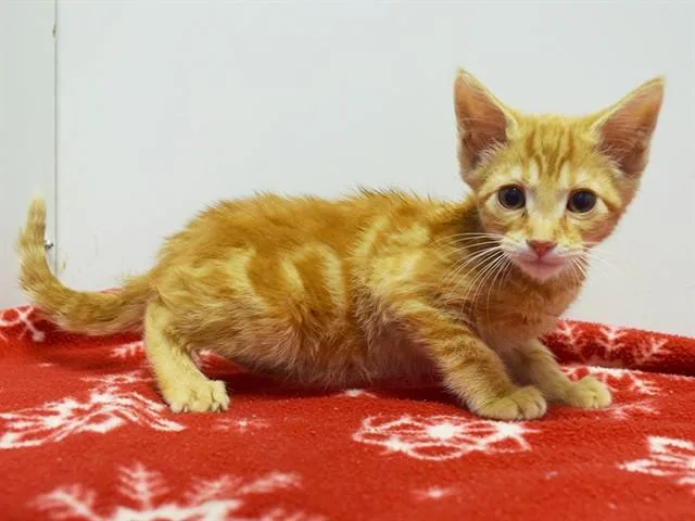 A baby small-sized male Domestic Short Hair cat named Nestor for adoption in Sacramento, CA