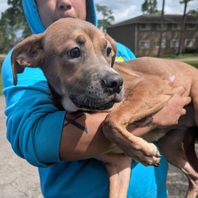 A young medium-sized female Yellow / Tan / Blond / Fawn Boxer dog named Sandy for adoption in Melrose, FL