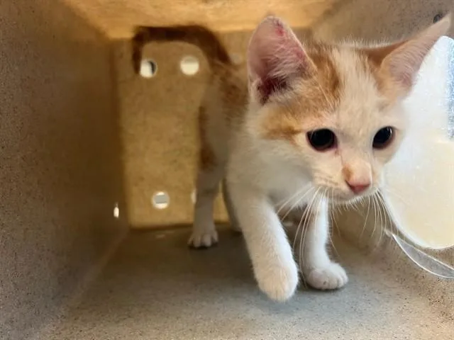A baby small-sized male Domestic Short Hair cat named Gato for adoption in Lancaster, CA