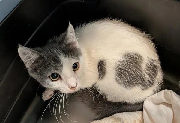 A baby small-sized female Domestic Short Hair cat named Riley for adoption in Escondido, CA