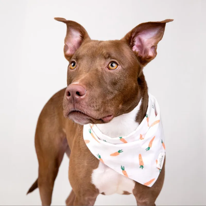 An adult medium-sized male Brown / Chocolate Pit Bull Terrier dog named Apollo for adoption in Houston, TX