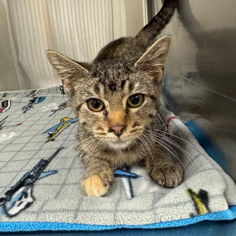 A baby small-sized female Brown / Chocolate Domestic Short Hair cat named Alopecia for adoption in Buffalo, MN