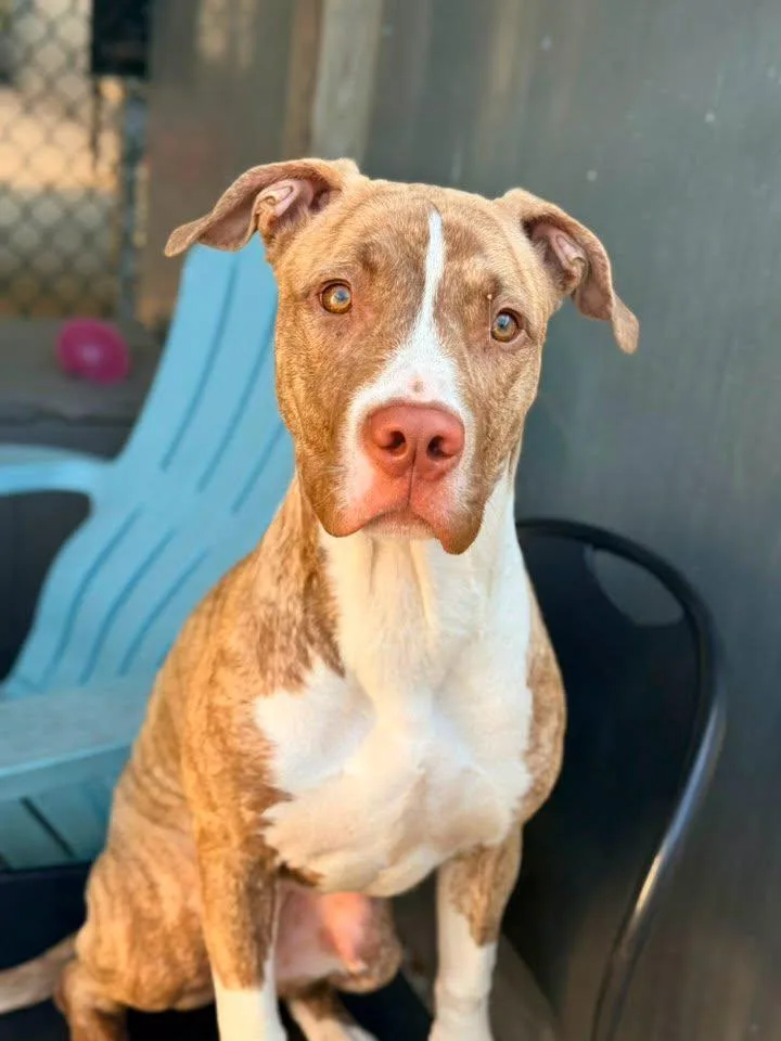 A young medium-sized female Mixed Breed dog named Ilayda for adoption in Evanston, IL