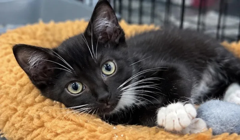 Marshmallow thumbnail 2