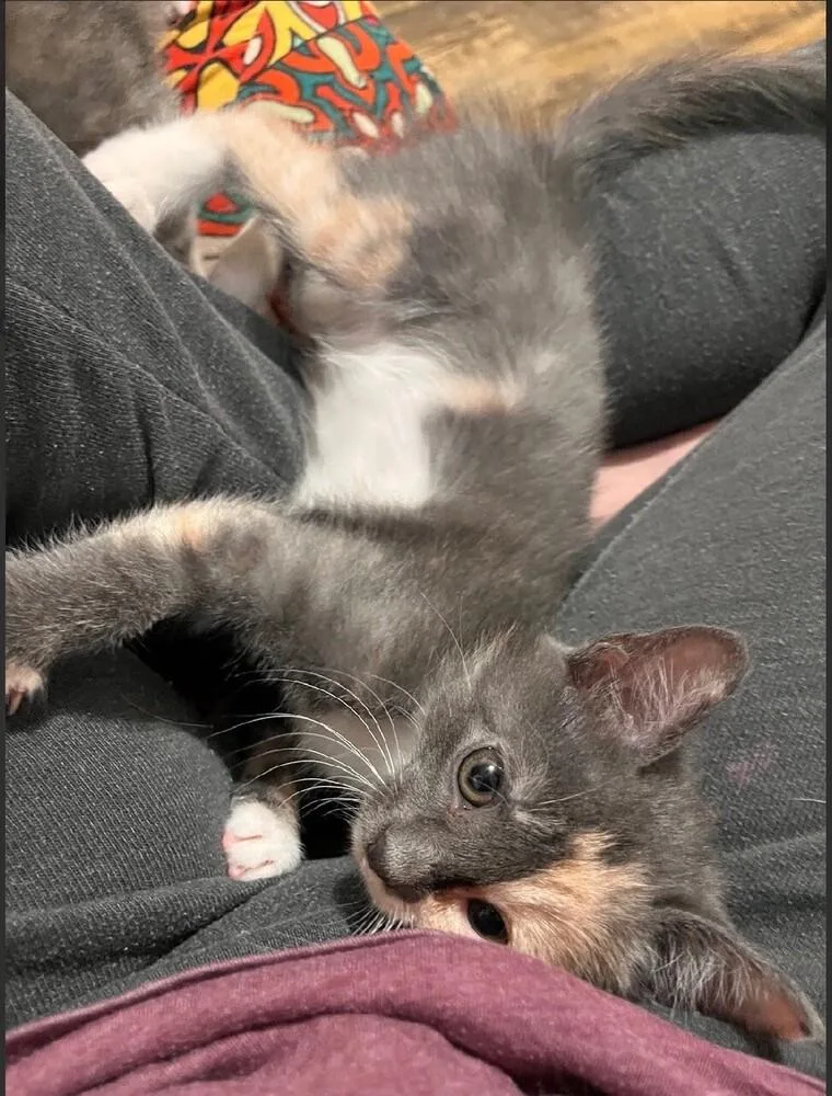 Cameow