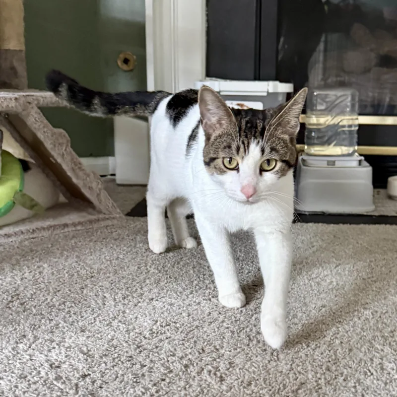 A young medium-sized male White Domestic Short Hair cat named Bob White for adoption in Richmond, VA