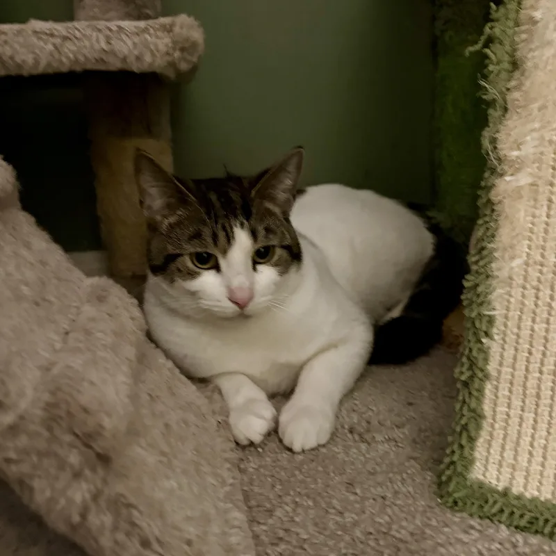 Bob White thumbnail 2