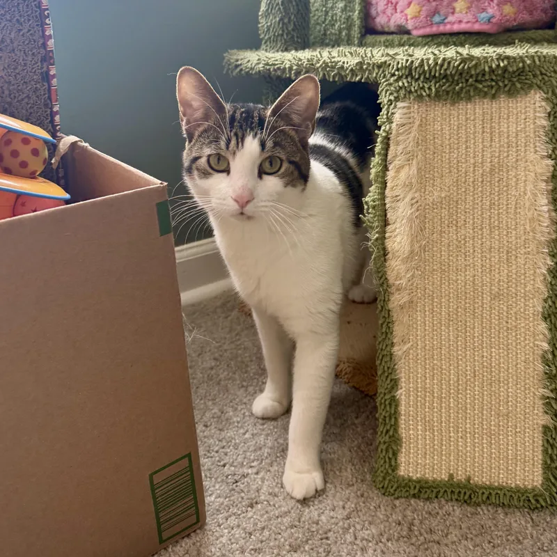 Bob White thumbnail 3