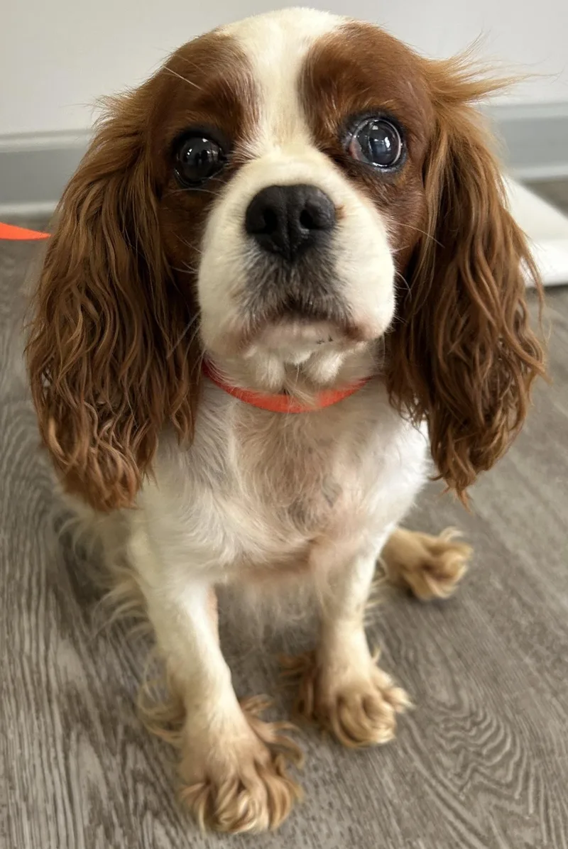 An adult medium-sized female Cavalier King Charles Spaniel dog named Margie for adoption in Westminster, MD