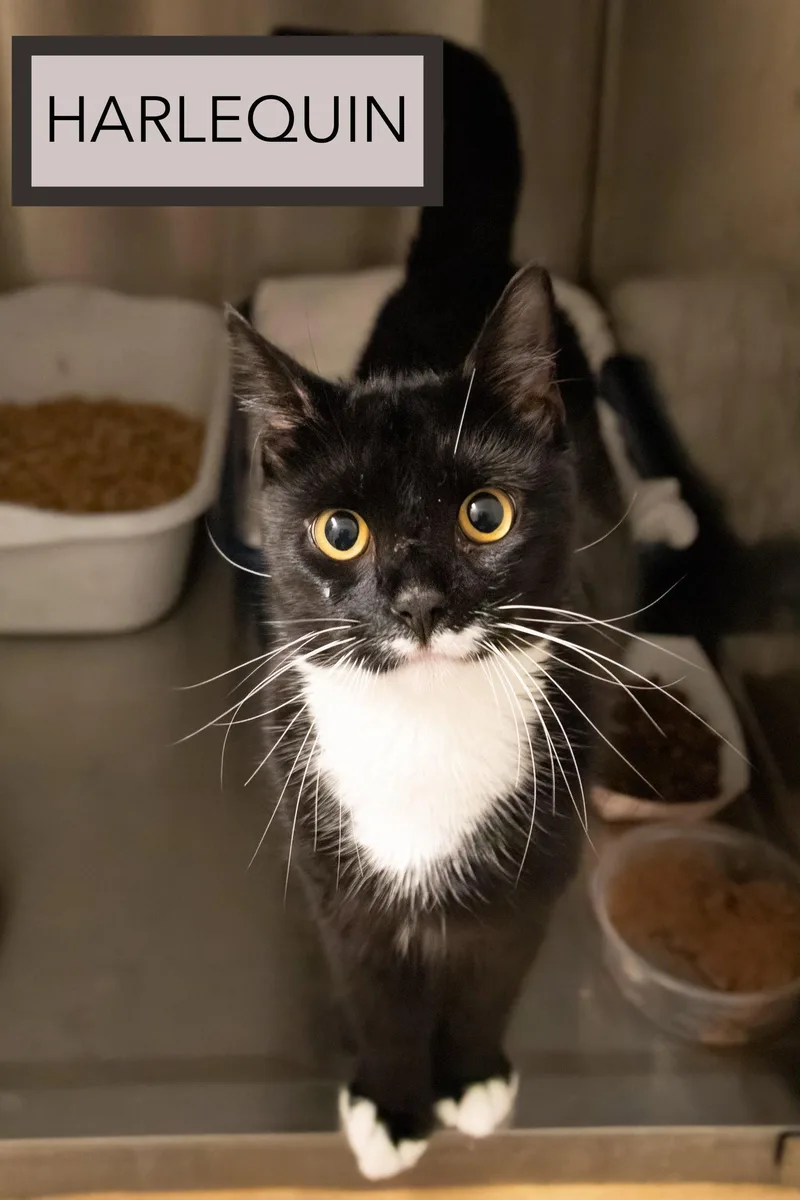 An adult medium-sized male Tuxedo cat named Harlequin for adoption in Greenville, DE