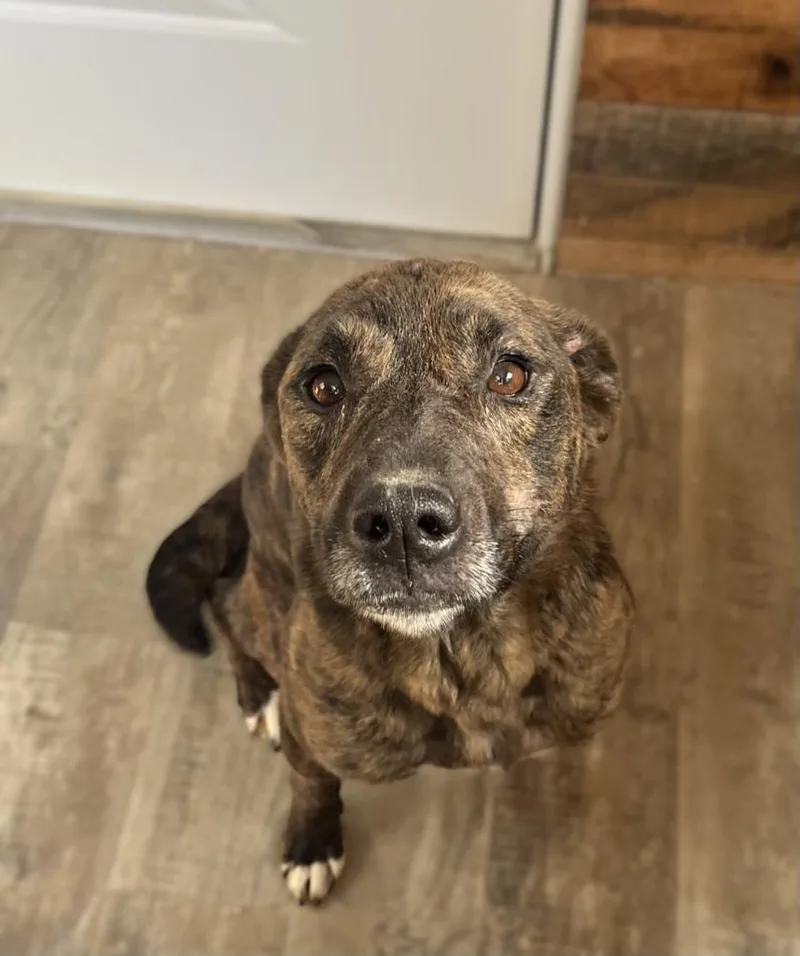 An adult medium-sized female Terrier dog named Marley for adoption in Genoa, IL
