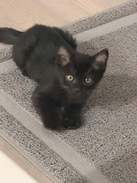 A baby small-sized male Domestic Short Hair cat named Mochi for adoption in Austin, TX