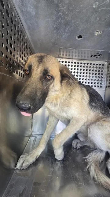 An adult large-sized male German Shepherd Dog dog named Supra for adoption in Phoenix, AZ