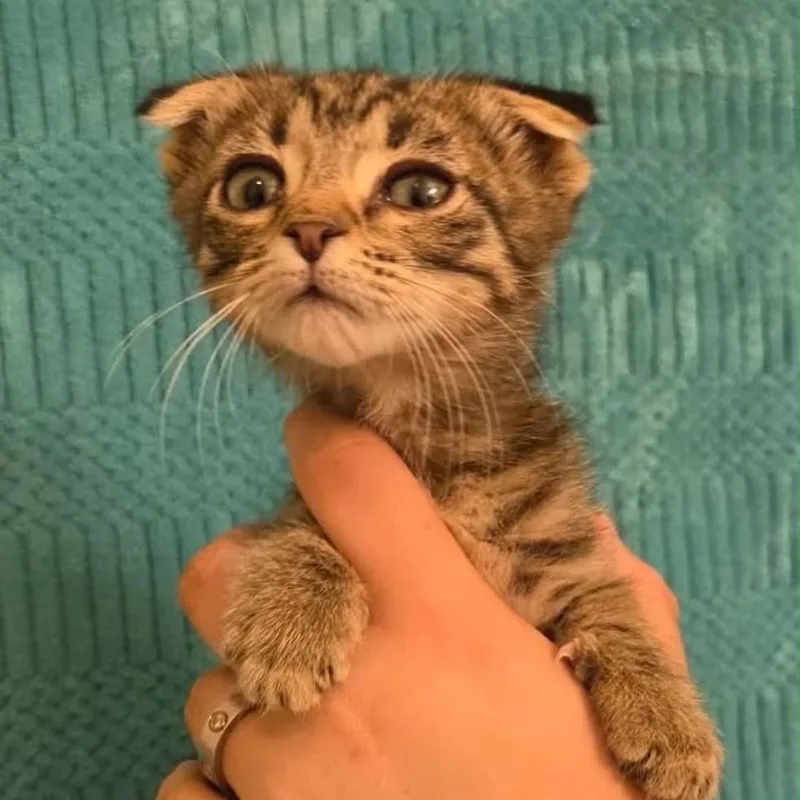 A baby medium-sized male Tabby (Brown / Chocolate) Tabby cat named Duncan for adoption in Tehachapi, CA