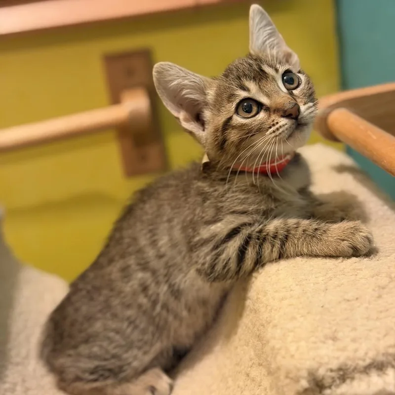 A baby small-sized female Gray / Blue / Silver Domestic Short Hair cat named Hazel is at Petco for adoption in Saint Joseph, MO