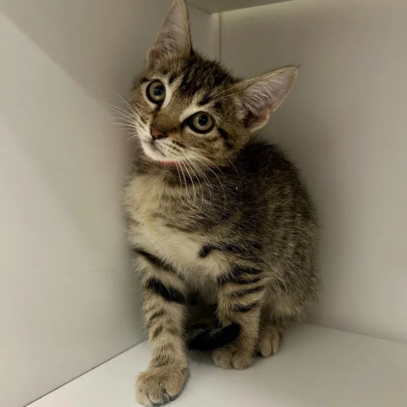 Hazel is at Petco thumbnail 2