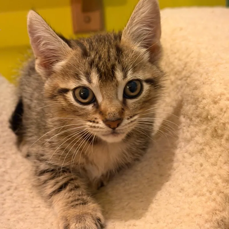 Hazel is at Petco thumbnail 3