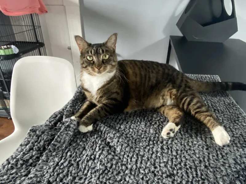An adult small-sized female Brown / Chocolate Domestic Short Hair cat named Gwen for adoption in Dayton, OH