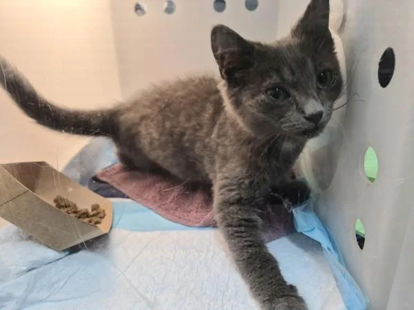 A baby medium-sized male Domestic Short Hair cat named Mistletoe for adoption in Staten Island, NY