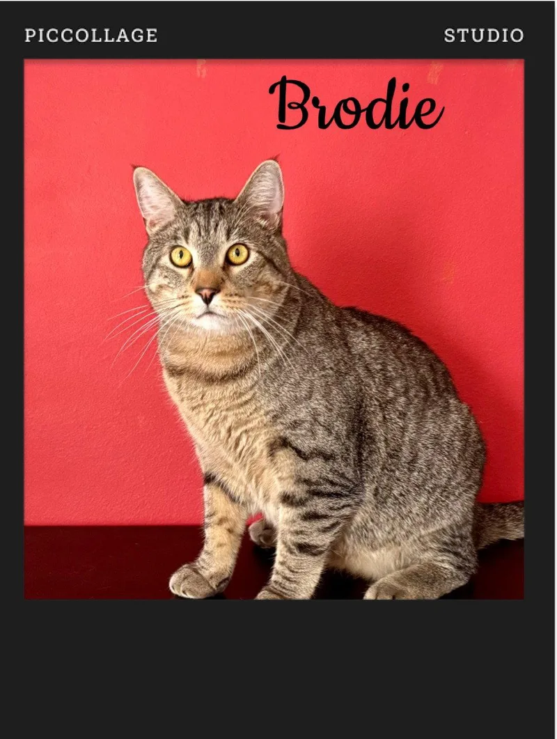 An adult medium-sized male Domestic Short Hair cat named Brodie for adoption in Wheaton, IL