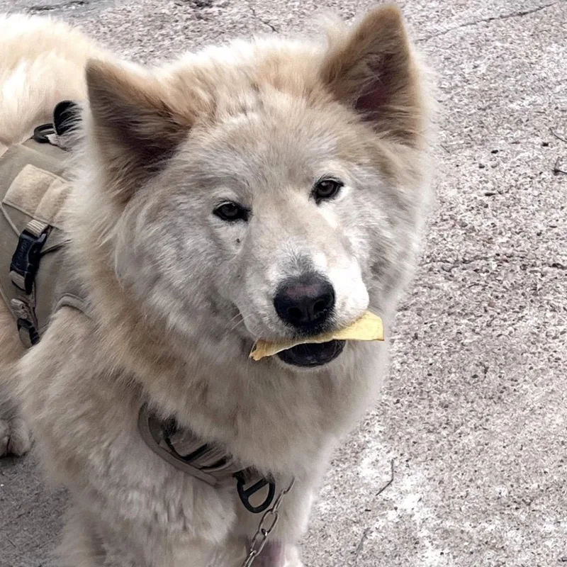 An adult large-sized male Chow Chow dog named Sunny for adoption in Pearland, TX