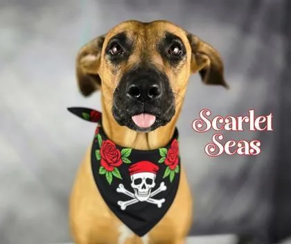 Scarlet Seas thumbnail 2