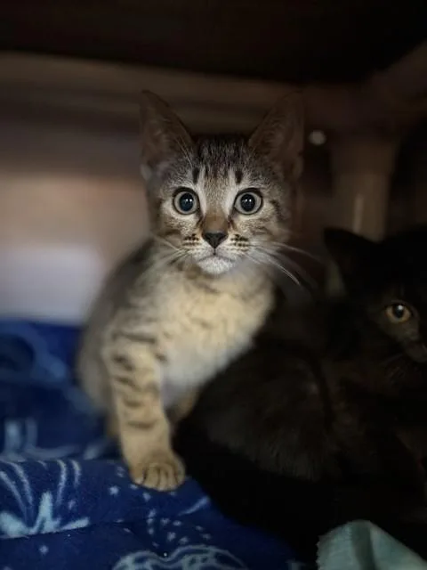 A baby medium-sized male Domestic Short Hair cat named Poseidon for adoption in Brewster, MA