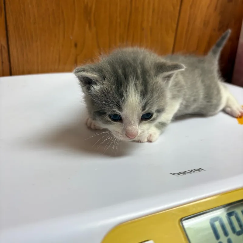 A baby small-sized male Gray / Blue / Silver American Shorthair cat named Rotor for adoption in Greenfield, IN
