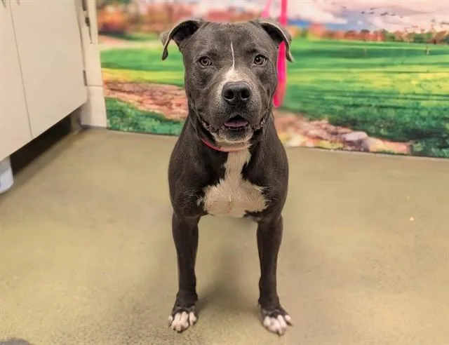 An adult large-sized male Pit Bull Terrier dog named Bixley for adoption in Moreno Valley, CA