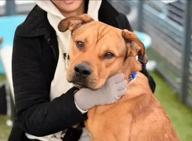 A young large-sized male Brown / Chocolate Mixed Breed dog named Mango Lassi for adoption in New York, NY