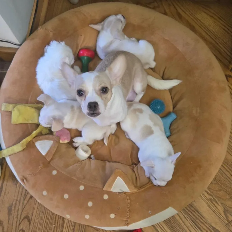 An adult small-sized female White / Cream Mixed Breed dog named Minnie for adoption in Naperville, IL